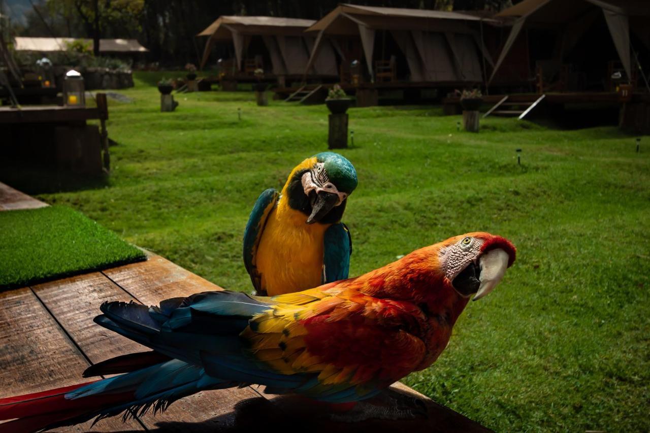 Glamping Chaska Ocupi Hotel Urubamba Luaran gambar